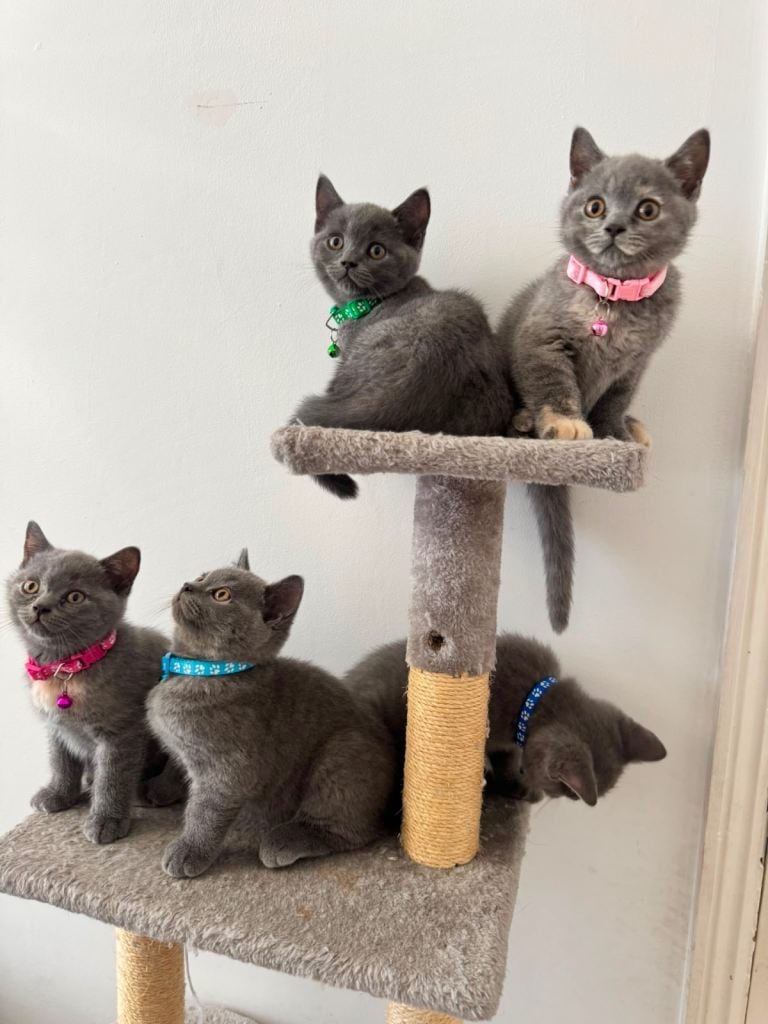 British shorthair  kittens