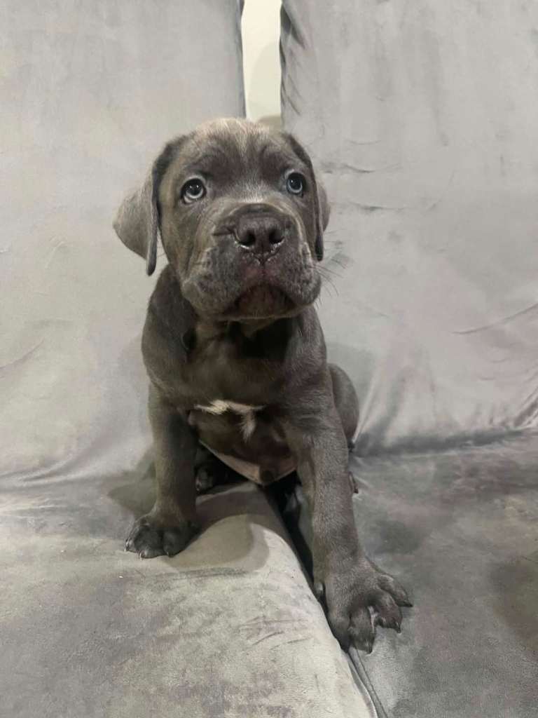 .Cane corso puppies