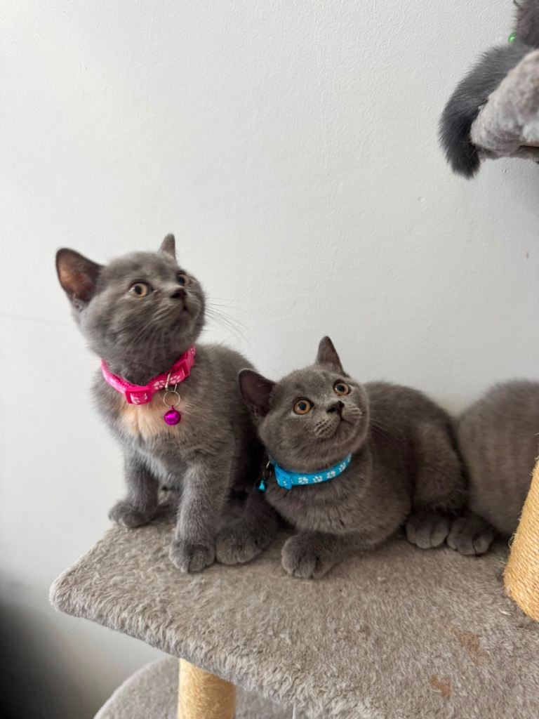 British shorthair  kittens