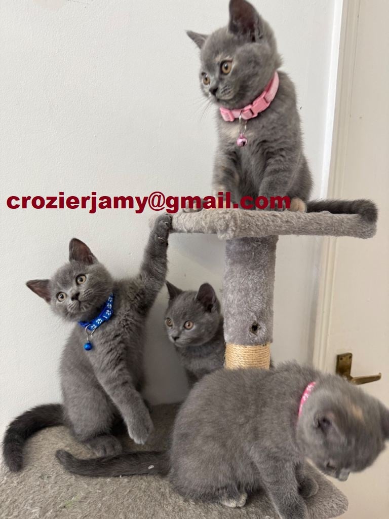 British shorthair  kittens