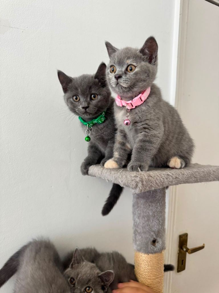 British shorthair  kittens