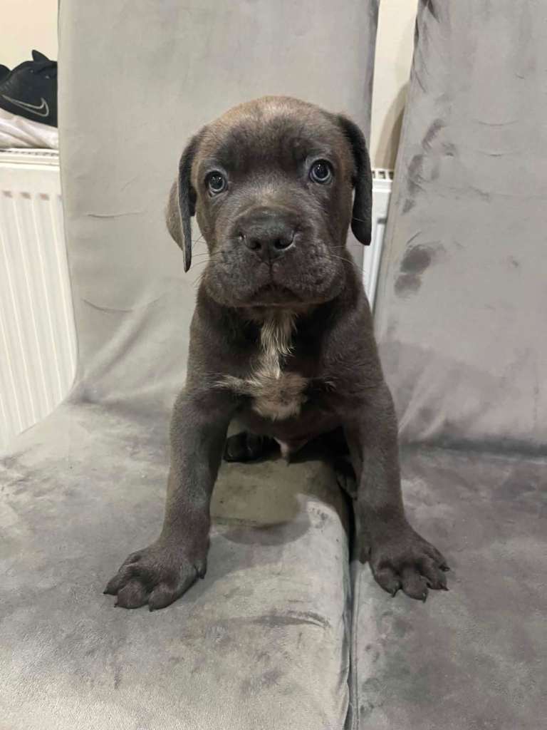 .Cane corso puppies