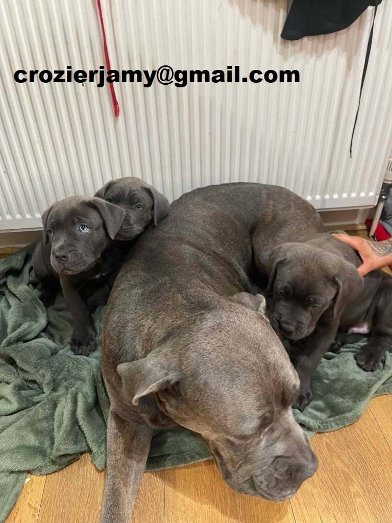 .Cane corso puppies