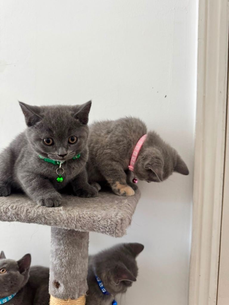British shorthair  kittens