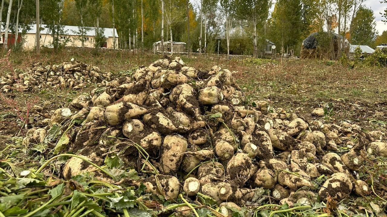 Şeker pancarı alım fiyatı belli oldu